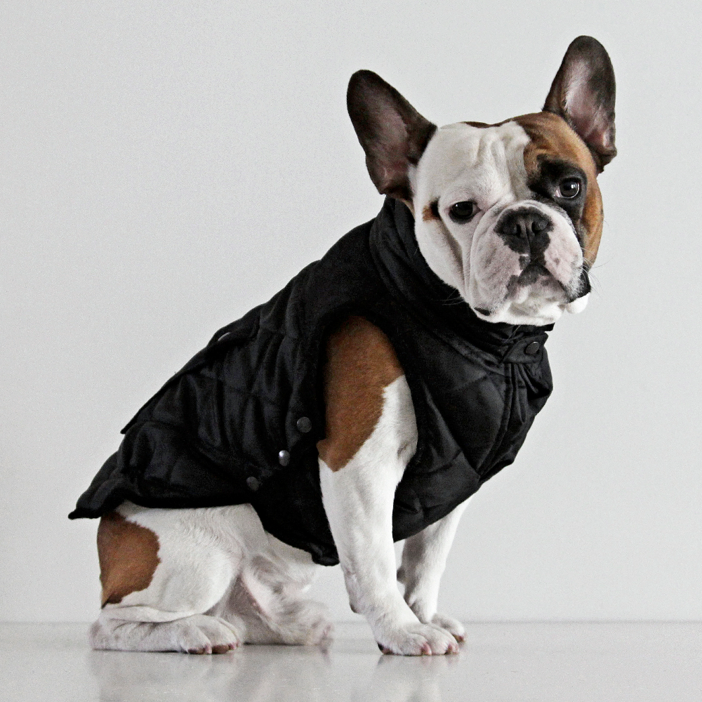 barbour dog coat french bulldog Cheaper Than Retail Price> Buy Clothing ...