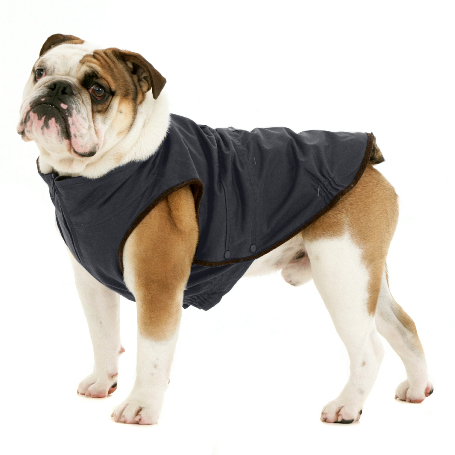 Dogissimo Windsor Coat for Bulldogs 